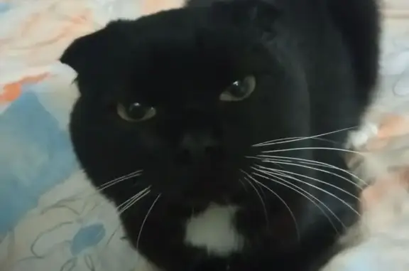 Пропал кот, Бехтеревский переулок, Белебей - короткий хвост и вислоухий - photo