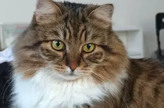Пропала кошка, улица Энтузиастов, 5, Обухово - пушистая, серокоричневая с белым животом - photo