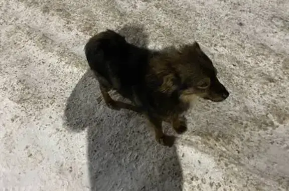 Найдена собака, улица Осканова...