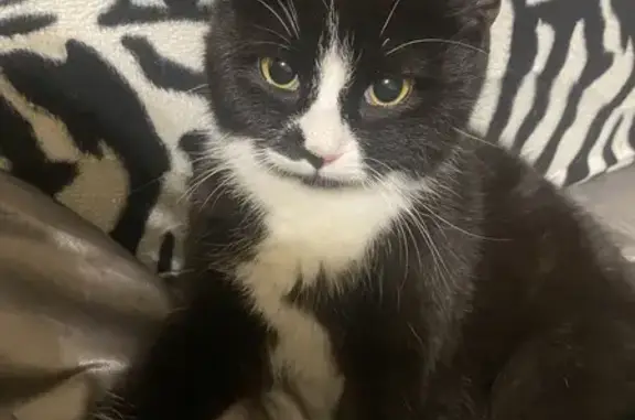 Найдена кошка, Аксай, фото: Найдена кошка, улица Вартанова, Аксай - девочка 5 месяцев