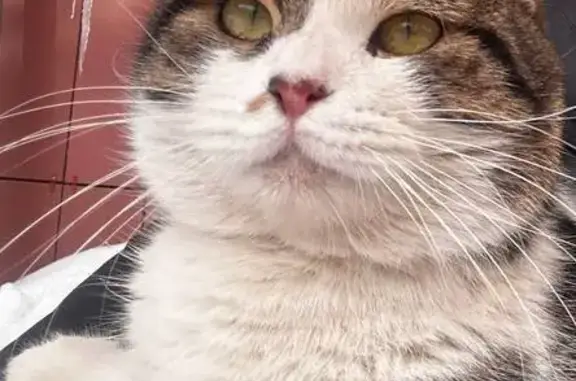 Найдена кошка, Йошкар-Ола, фото: Найден кот, улица Волкова, 93, Йошкар-Ола - ласковый и ухоженный