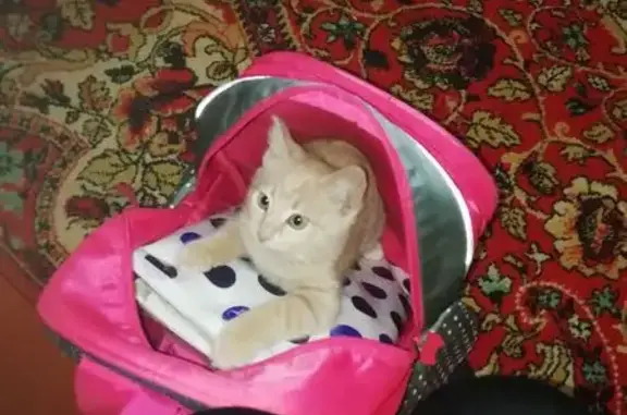 Пропал кот, улица Серафимовича, 47, Крымск - молодой с кисточками на ушах - photo