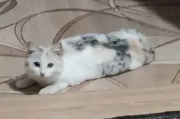 Найденные животные Вятские Поляны, фото: Найдена кошка, Октябрьская улица, 22, Вятские Поляны - светлосерорылая трехцветная