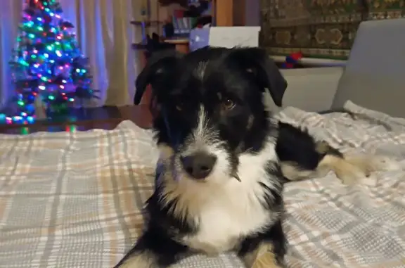 Потерянные животные Пенза, фото: Пропал собака, улица Фадеева, городской округ Пенза - черно-белый щенок