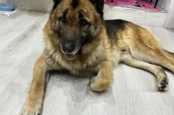 Пропал собака, улица Щербакова, Тюмень - photo