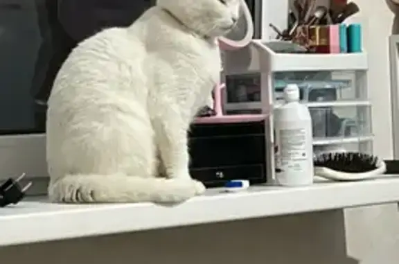 Пропала кошка, улица Мира, Сочи - стерилизована, розовый ошейник - photo