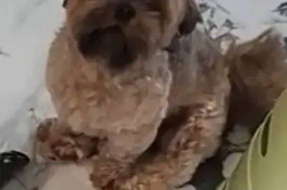 Пропал собака, Новодмитриевская улица, Краснодар - ши-тцу, светло-подстриженный - photo