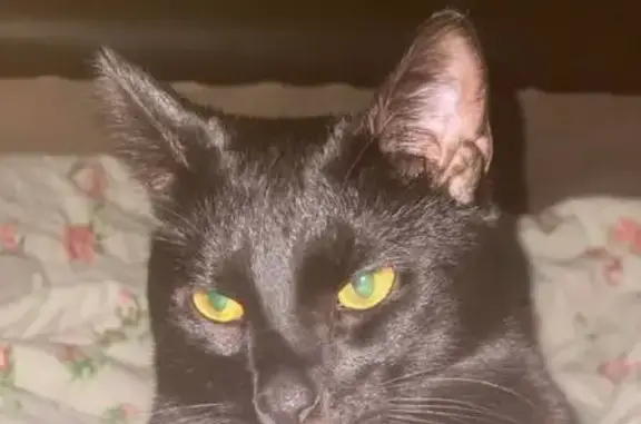 Кошки потеряшки, Пермь, фото: Потеряшка кот, улица Марии Загуменых, 14, Пермь - черный беспородный