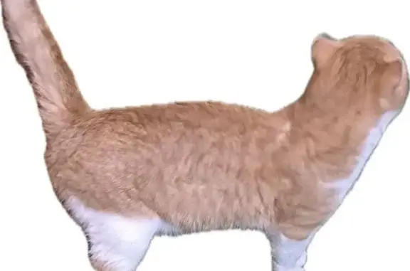 Найдена кошка, Бригадирская ул...