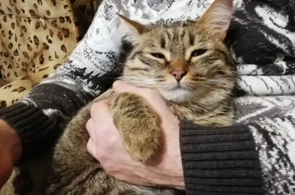 Пропал кот, улица Азина, 95, городской округ Воткинск - полосатый, коричневый окрас - photo