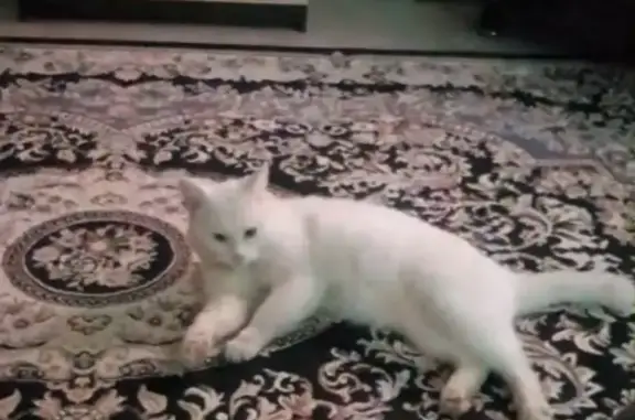 Кошки потеряшки, Махачкала, фото: Потеряшка кошка, улица Тахо-Годи, 52, Махачкала - белая с синим ошейником