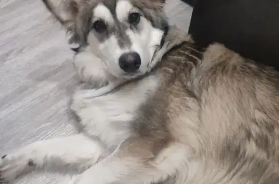 Найдена собака, Ленинградский...