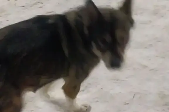 Найдена собака, Советская улиц...