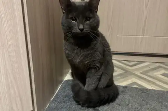 Найден кот, улица 40-летия Окт...