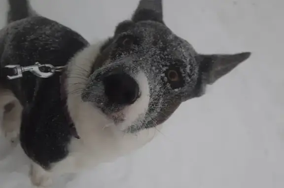 Пропала собака, женский пол, Камская улица, 9, Чайковский - черная с белыми пятнами, средняя, худая - photo
