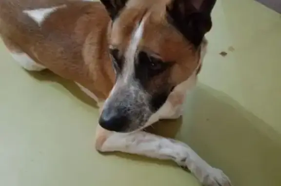 Пропал собака, улица Баныкина, 62, Тольятти - бело-рыжий окрас, коричневый ошейник - photo