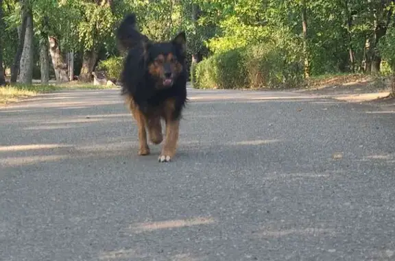 Пропала собака, улица Тарчокова, 29, Нальчик - photo