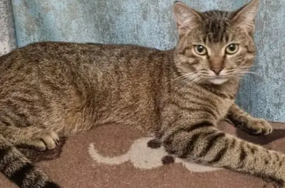 Пропал кот, Парковая улица, Унеча - полосатый, худенький - photo