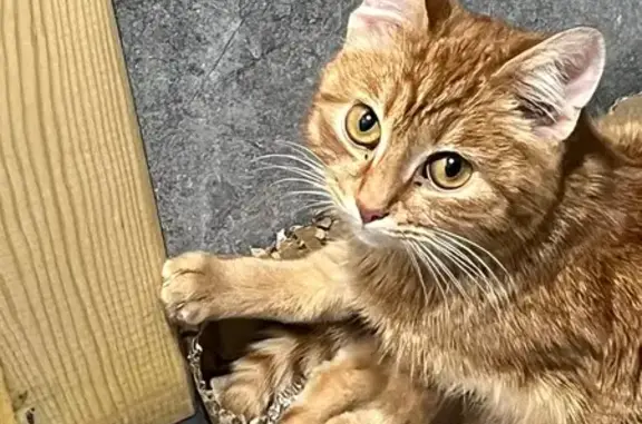 Ярко рыжий,ему около года,глаза рыжего цвета Везде искали,не может найти 