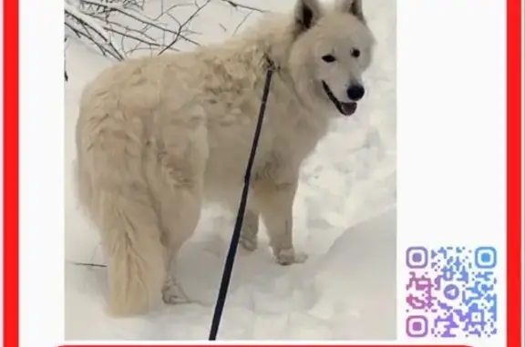 Пропала овчарка, Чебоксары, ул. 53 - photo