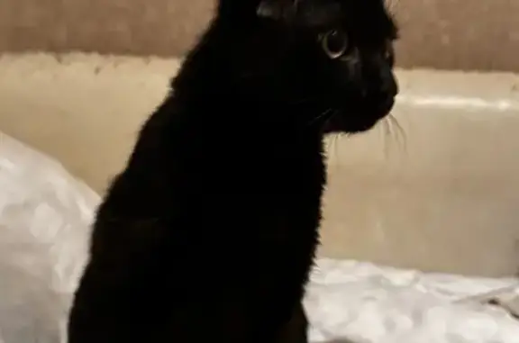 Найден кот, Обский переулок, 9...