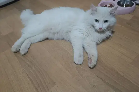 Найден кот, улица Менделеева,...