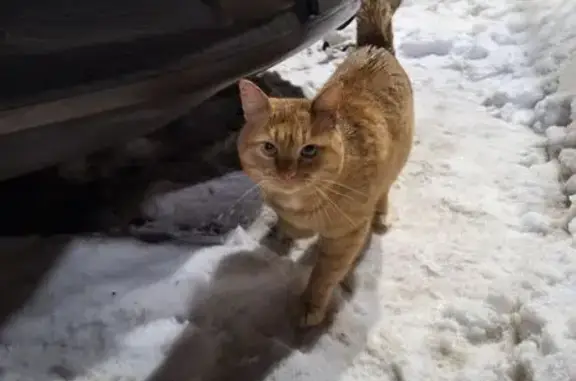 Найден кот, улица И.П. Прокопь...