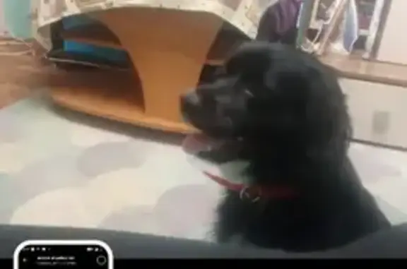 Пропала собака, проспект Ленина, Волжский - спаниель девочка, черный окрас - photo