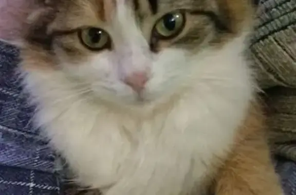 Пропала кошка, Школьная улица, 158, Славянск-на-Кубани - рыже-белый окрас, пушистый хвост - photo