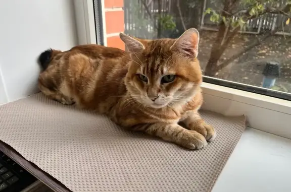 Пропал кот, мужской, Краснодарский, Краснодар - рыжий с купированным хвостом - photo