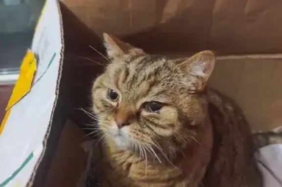 Найдена кошка, улица Кочетова,...