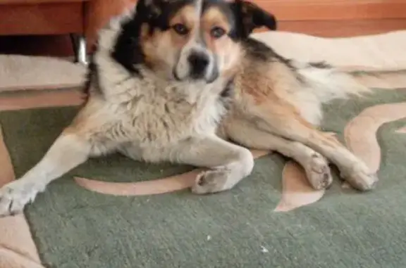 Найден собака, Шелехов, Иркутс...