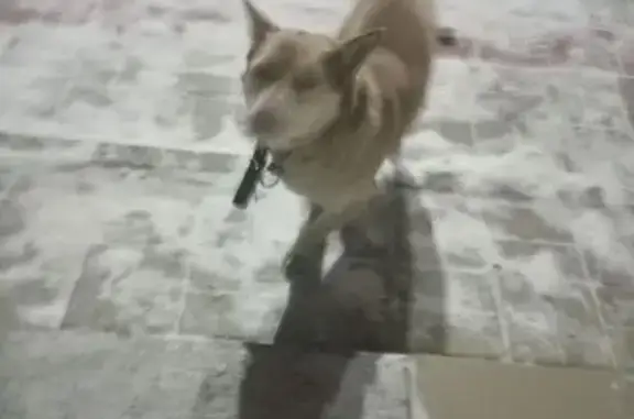 Найдена собака, Шелехов, Иркут...