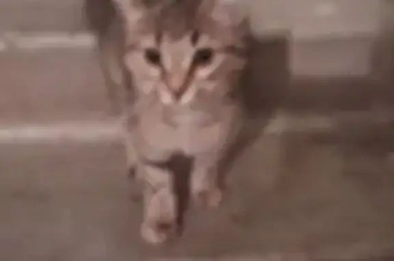 Найдена кошка, улица Иоанна Сн...