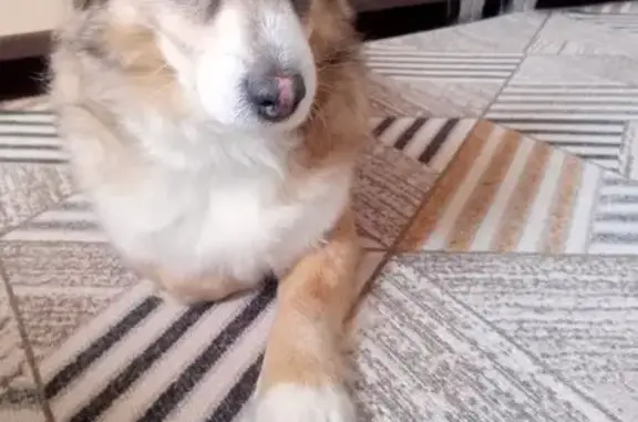 Собаки потеряшки, Архангельск, фото: Потеряшка собака, мужской, Фрезерная улица, 9, Архангельск - отзывчивый и добрый