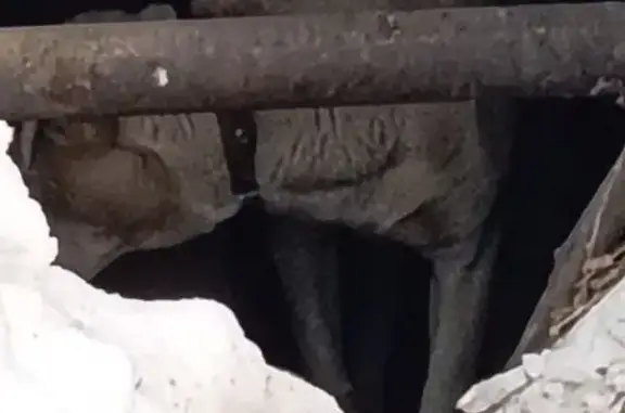 Найден собака, Шелехов, Иркутс...