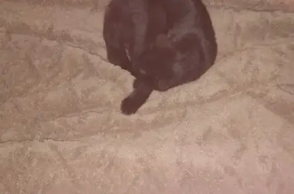 Найден кот, улица Неделина, го...