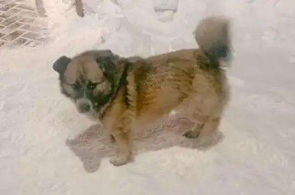 Найден собака, к22, Елино - ух...