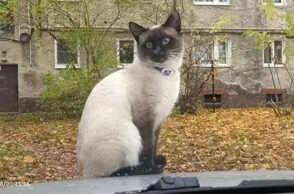 Пропала кошка, улица Степана Разина, 30А, Калининград - жёлтый ошейник с белой пряжкой - photo