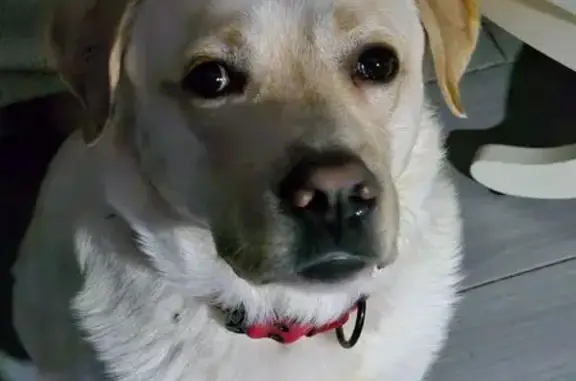 Пропал собака, Садовая улица, 18, Чёрная - красный ошейник - photo