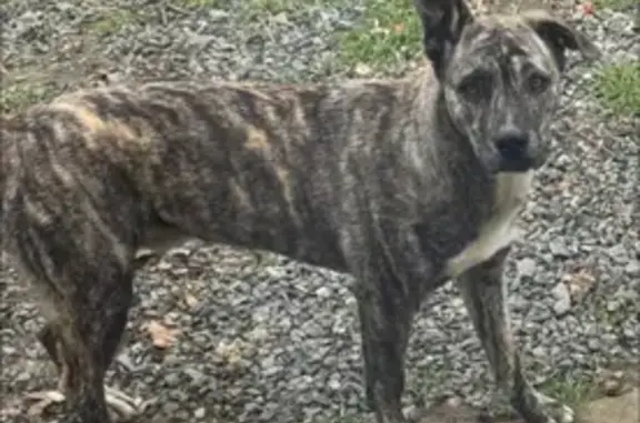 Потерянные животные Москва, фото: Пропала собака, мужской, улица Кедрова, 19, Москва