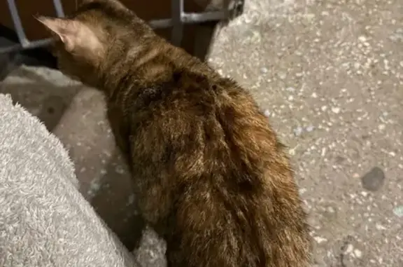 Найдена кошка, улица Адмирала...