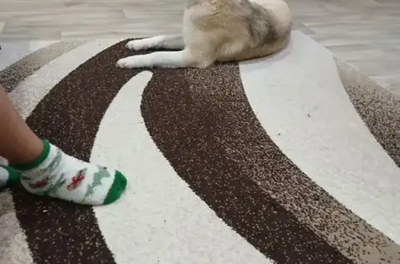 Найдена собака, Заволжье, Ярос...