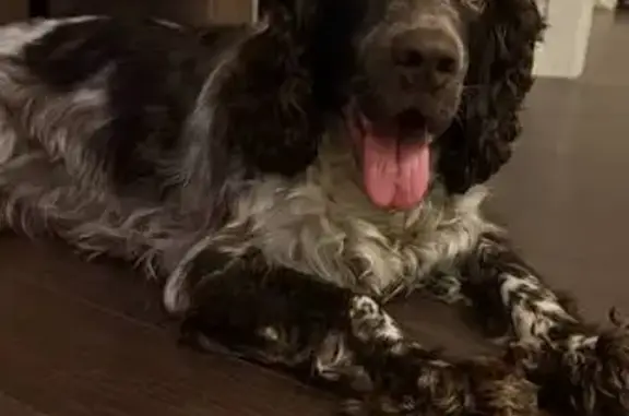 Найдена собака, Заводская улиц...