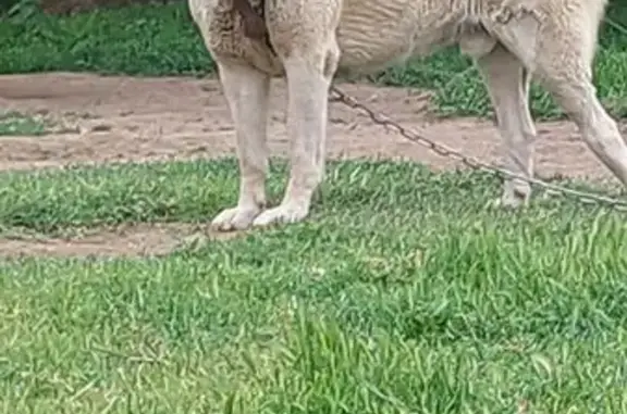 Пропал собака, Зелёная улица, Алпатово, Савельевская - белый алабай, 6 лет - photo