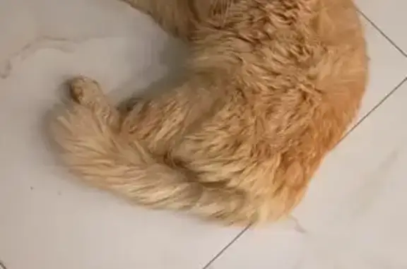 Пропал кот, Шоссейная улица, 73/1, Энемское городское поселение - рыжий, один зрачок большой - photo