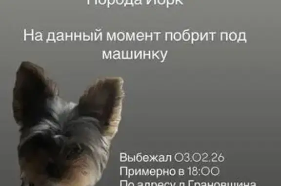 Пропал собака, Объездная улица, 86, Грановщина - йорк, мальчик, 5 месяцев - photo