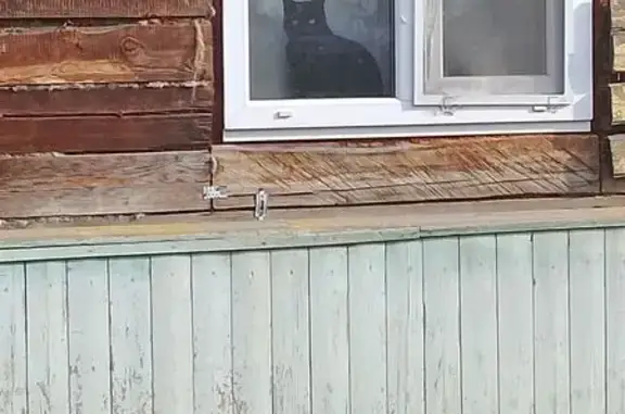 Потерянные животные Арсеньев, фото: Пропал кот, улица Островского, 6, Арсеньев - чёрный с белой отметиной на пузике