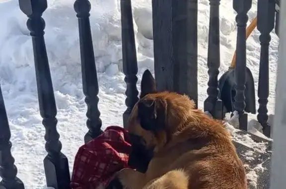 Найденные животные Новосибирск, фото: Найден пёс мужского пола, Новосибирск - рыжеватый с чёрной мордой и ушами