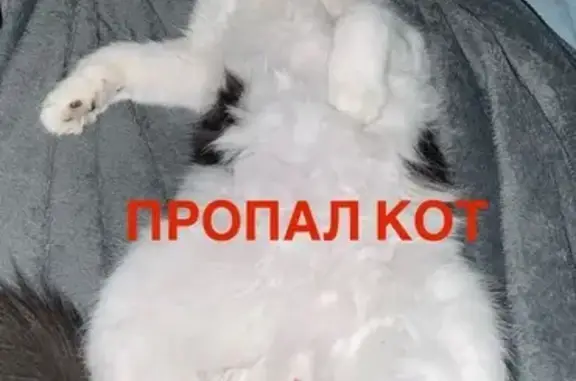 Пропала кошка, Заводская улица, 115, Анапа - черно-белый окрас - photo